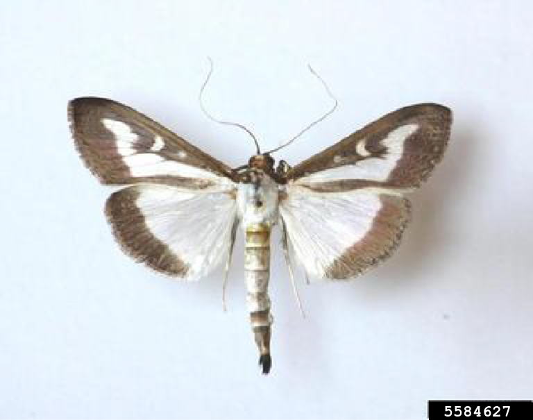 Box Tree Moth