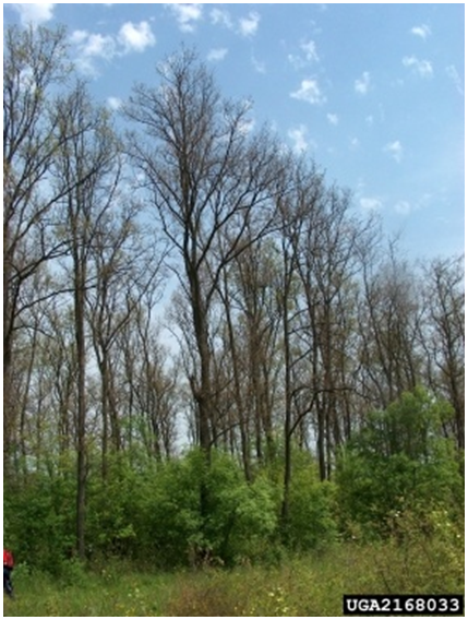 defoliated trees