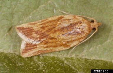 Light Brown Apple Moth