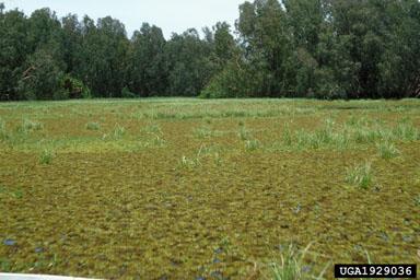 Giant Salvinia