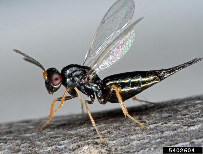 Parasitoid Wasp