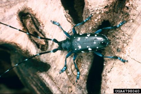 Asian Longhorned Beetle