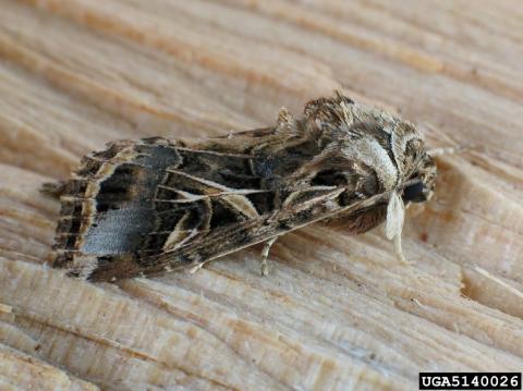 Egyptian Cottonworm