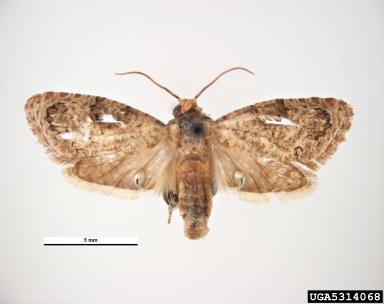 False Codling Moth 