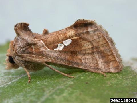 Golden Twinspot Moth/Tomato Looper