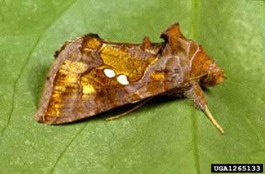 Golden Twinspot Moth