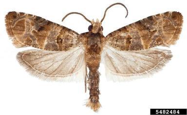 European Grapevine Moth