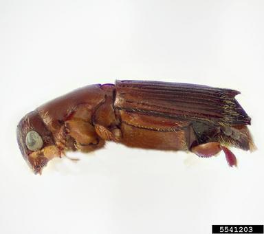 Oak Ambrosia Beetle