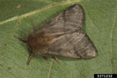 Oak Processionary Moth