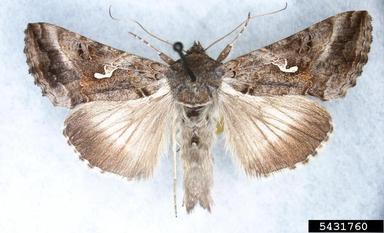 Silver Y Moth