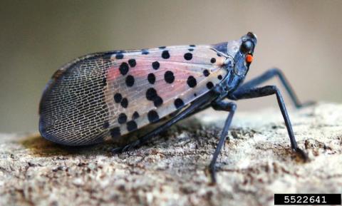 spotted lanternfly