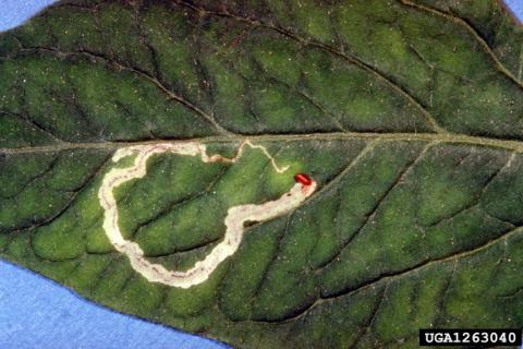 Tomato Leafminer